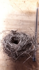 Muscardinus avellanarius