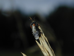 Ripiphorus