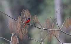 Pericrocotus brevirostris