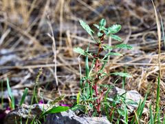 Amaranthus graecizans