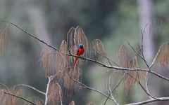 Pericrocotus brevirostris