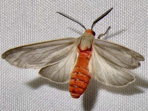 Mouse-colored Euchaetes photo 3