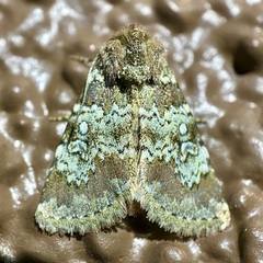 Hemibryomima chryselectra