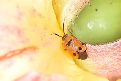 Deraeocoris punctum