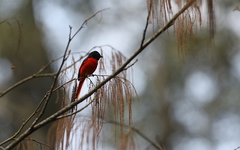 Pericrocotus brevirostris