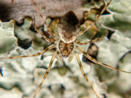 Vikrusis karnavoris nuotrauka