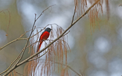 Pericrocotus brevirostris