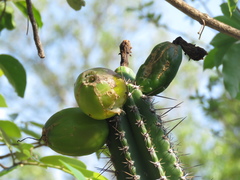 Praecereus euchlorus