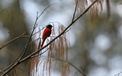 Pericrocotus brevirostris