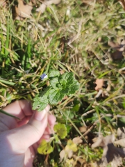 Veronica persica