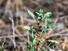 Amaranthus graecizans