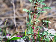 Amaranthus graecizans
