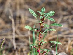 Amaranthus graecizans
