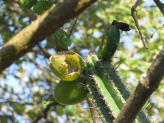 Praecereus euchlorus