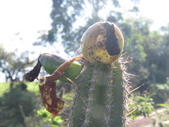 Praecereus euchlorus
