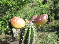 Praecereus euchlorus