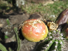 Praecereus euchlorus