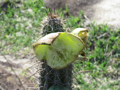 Praecereus euchlorus