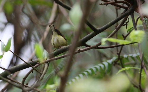 Davison's Leaf Warbler (Phylloscopus intensior)