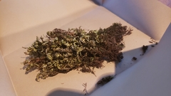 Homalothecium nevadense