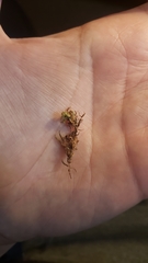 Homalothecium nevadense