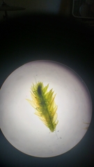 Homalothecium nevadense