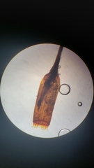 Homalothecium nevadense