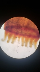 Homalothecium nevadense