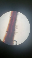 Homalothecium nevadense