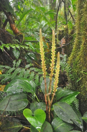 Prescottia cordifolia image