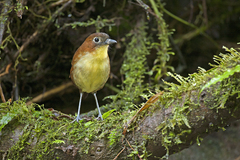 Grallaria flavotincta