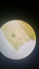 Homalothecium nevadense