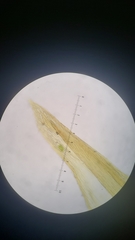 Homalothecium nevadense