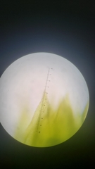 Homalothecium nevadense