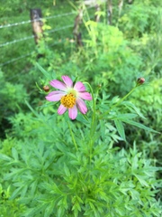 Cosmos caudatus