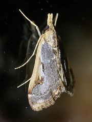 Loxostege albiceralis