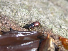 Aphodius