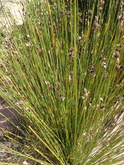 Hypodiscus aristatus