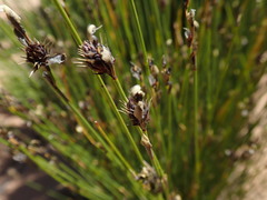 Hypodiscus aristatus