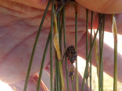 Hypodiscus aristatus