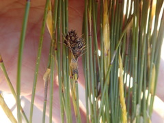 Hypodiscus aristatus