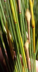 Hypodiscus aristatus