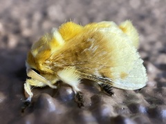 Megalopyge bissesa