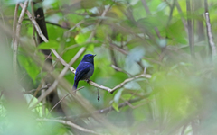 Niltava macgrigoriae