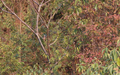 White-collared Yuhina (Parayuhina diademata), photo 10
