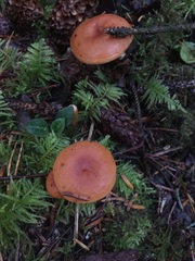 Lactarius subviscidus