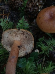 Lactarius subviscidus