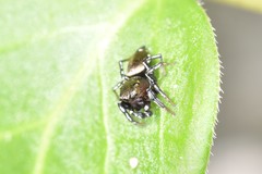 Heliophanus tribulosus