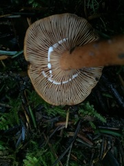 Lactarius subviscidus