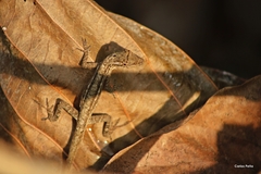 Anolis wellbornae